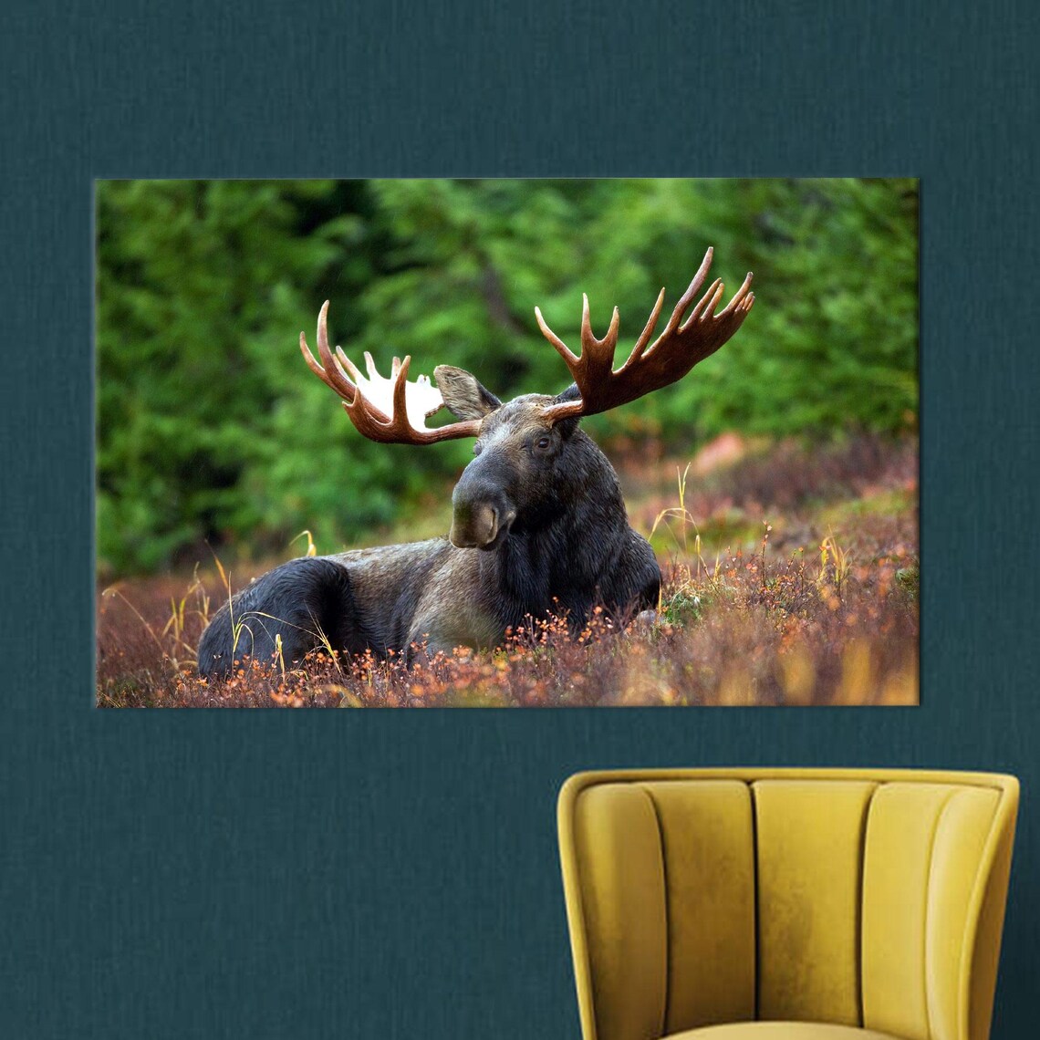 Bull Moose Resting Quietly In An Autumn Meadow Wildlife Poster