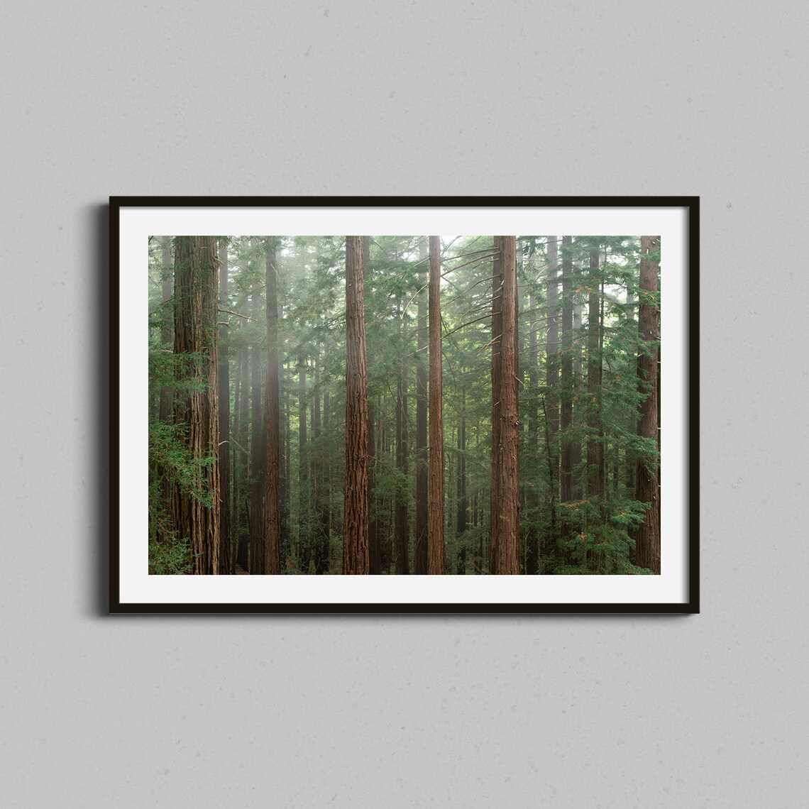 Redwood Forest Art Print, Trees and Foggy Landscape