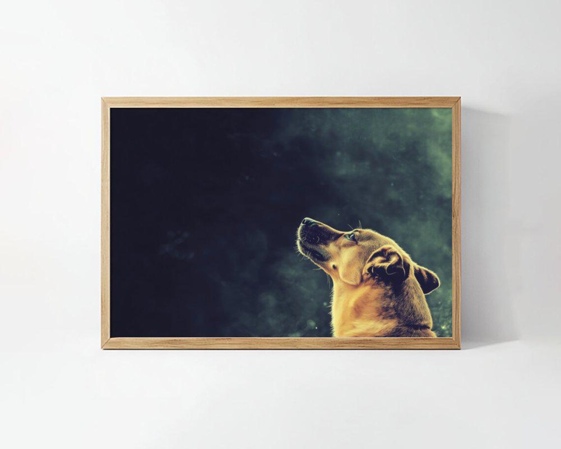 Golden Dog Gazing Up Moody Fine Art Photography Style Poster
