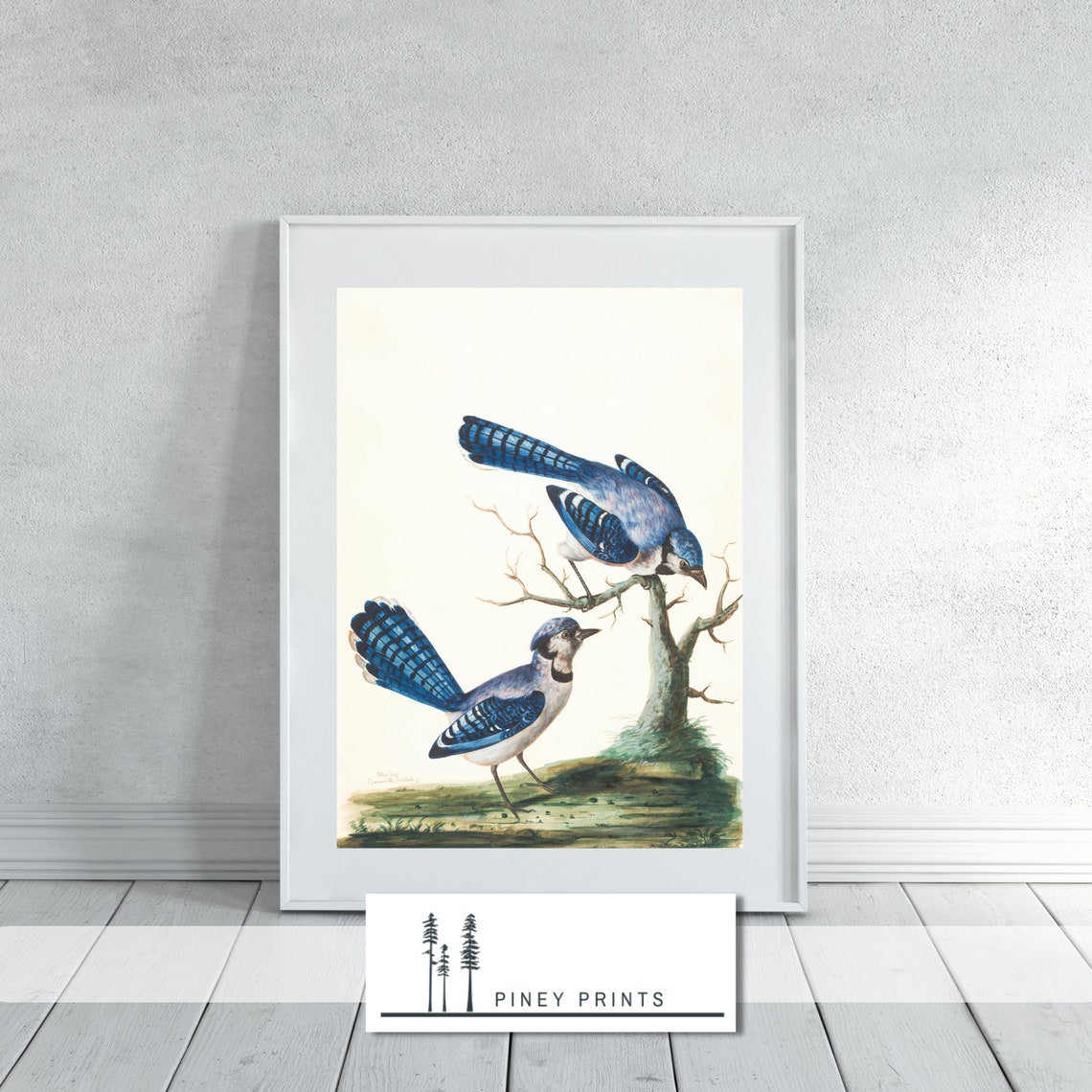 Vintage Pair Of Blue Jays Perched On Branch Nature Illustration Print - Image 2