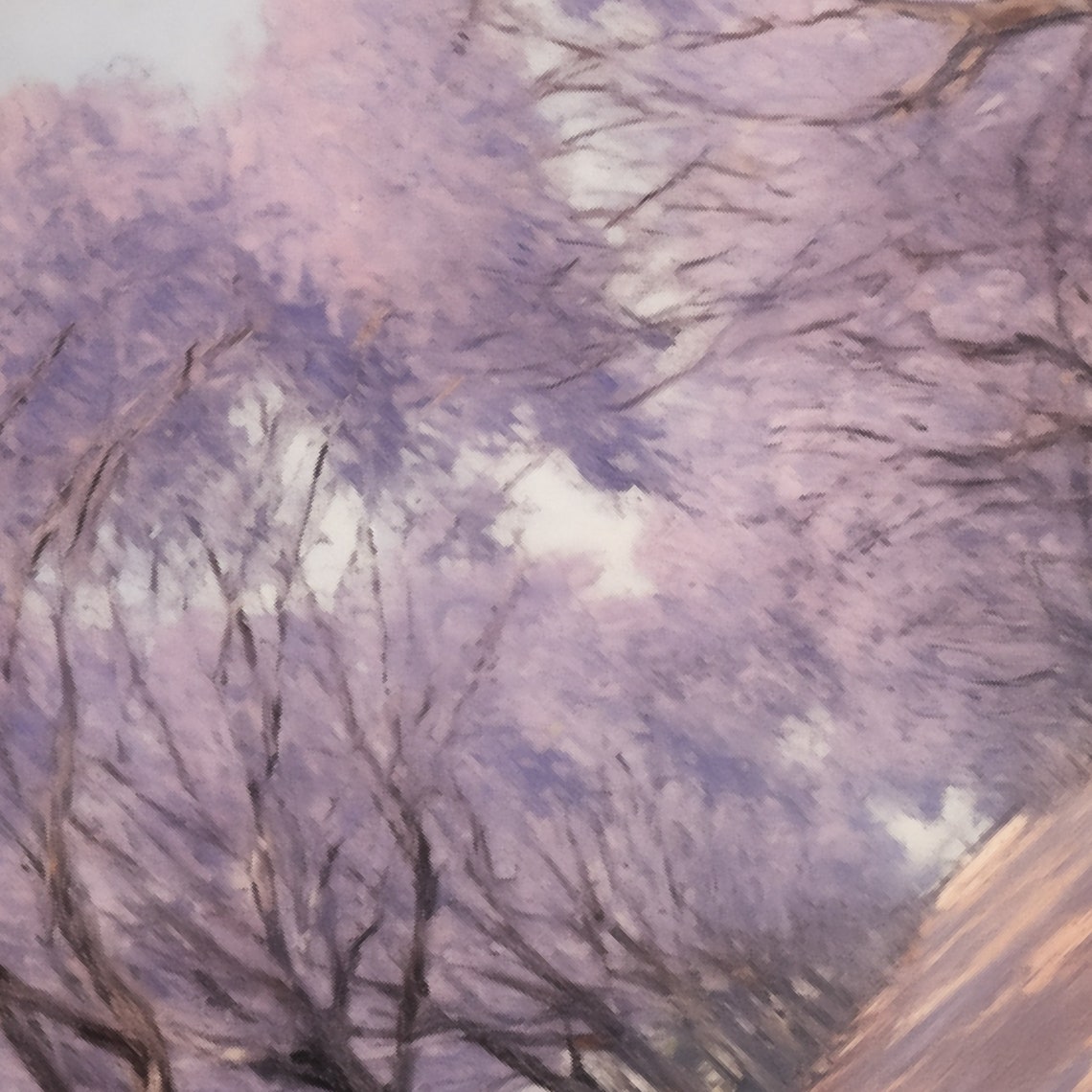Jacaranda Trees In Purple Bloom Lining A Sunlit Street Poster - Image 5