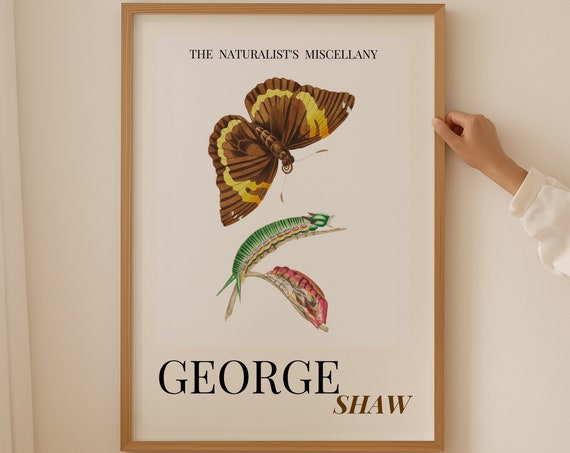 Butterfly Life Cycle Wall Art Antique Butterfly Above Bed Decor Above Bed Art Maximalist Wall Art Vintage Painting Birthday Gift