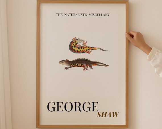 George Shaw Antique Fire Salamander Duo Natural History Poster