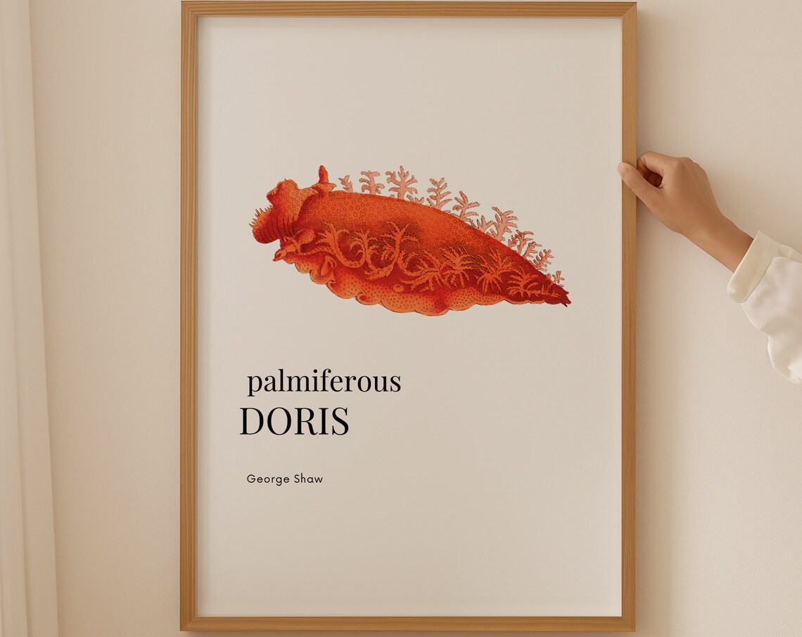 Red Sea Slug Palmiferous Doris Vintage Natural History Art Print