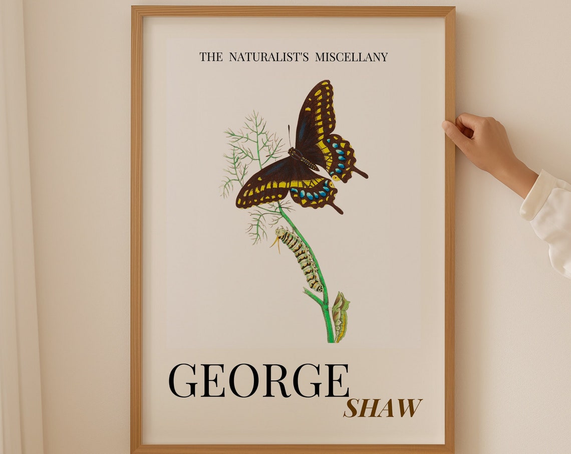 George Shaw Swallowtail Butterfly Life Cycle Illustration Poster