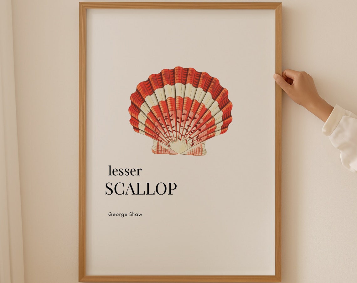 Lesser Scallop Shell George Shaw Vintage Coastal Decor Art Poster