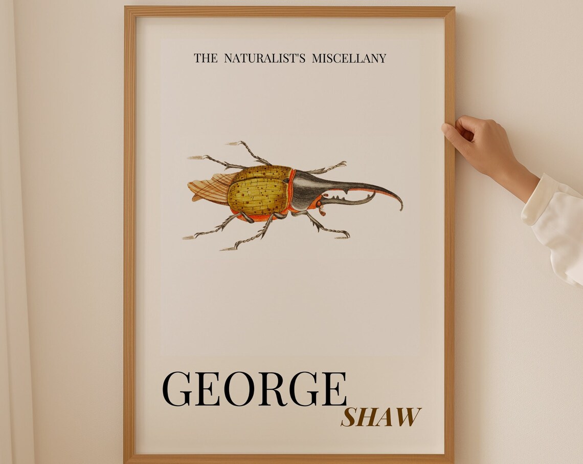 Hercules Rhinoceros Beetle George Shaw Vintage Insect Art Print