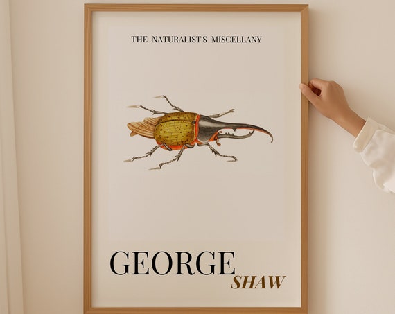Hercules Beetle Print Vintage Beetle Wall Art Print Art And Collectibles Aesthetic Room Decor Biology Teacher Gift Science Art Print