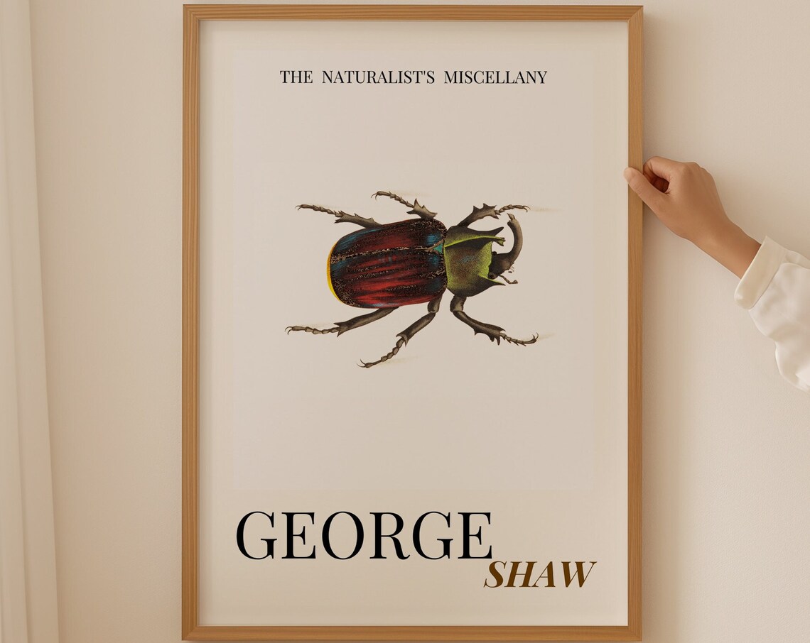 George Shaw Antique Colorful Beetle Illustration Exhibition Poster