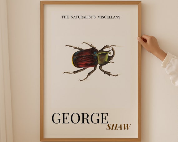 Beetle Art Print Vintage Insect Print Room Decor Aesthetic Vintage Room Decor Aesthetic Minimalist Mid Century Modern Zoology Poster
