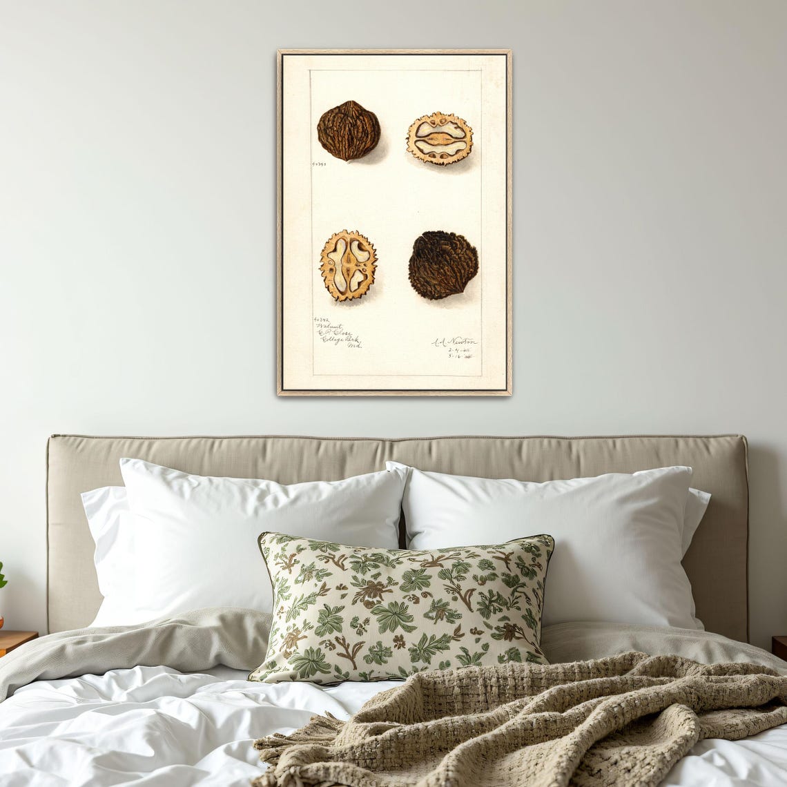 Walnuts Whole And Cross Section Vintage Botanical Study Poster - Image 4