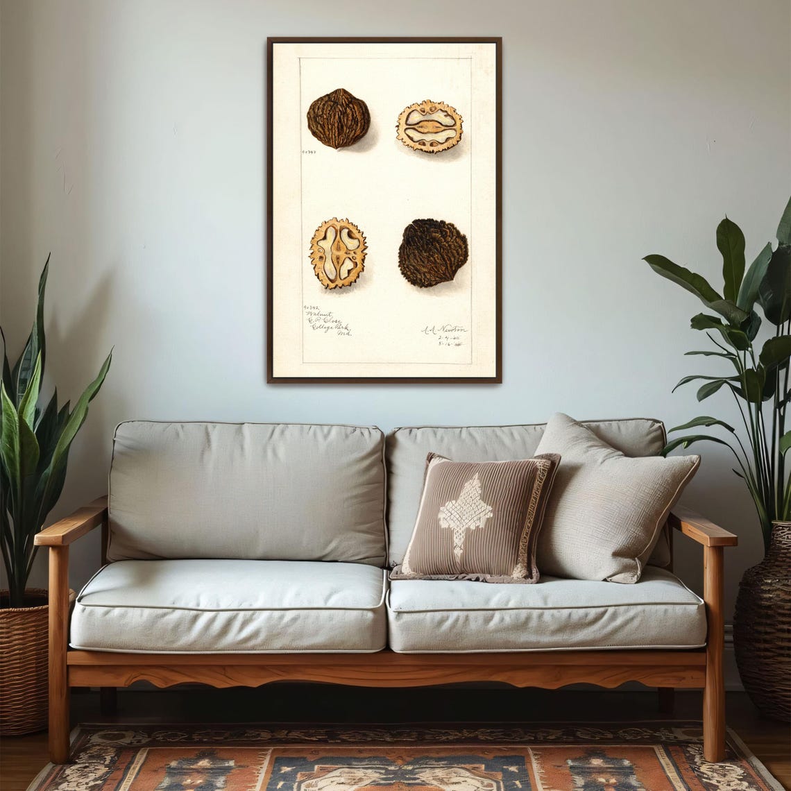 Walnuts Whole And Cross Section Vintage Botanical Study Poster - Image 5
