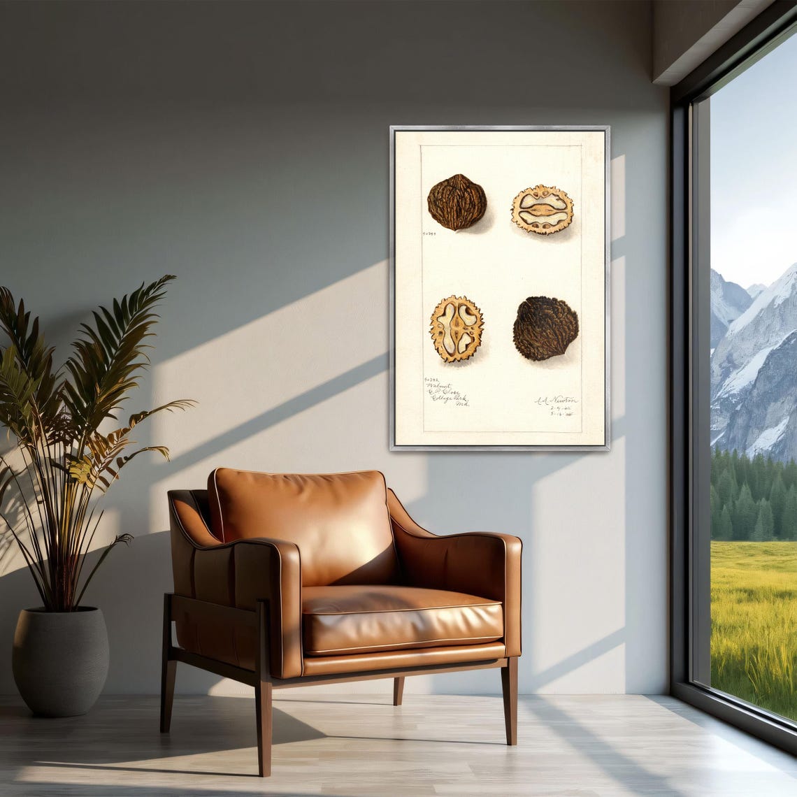 Walnuts Whole And Cross Section Vintage Botanical Study Poster - Image 2