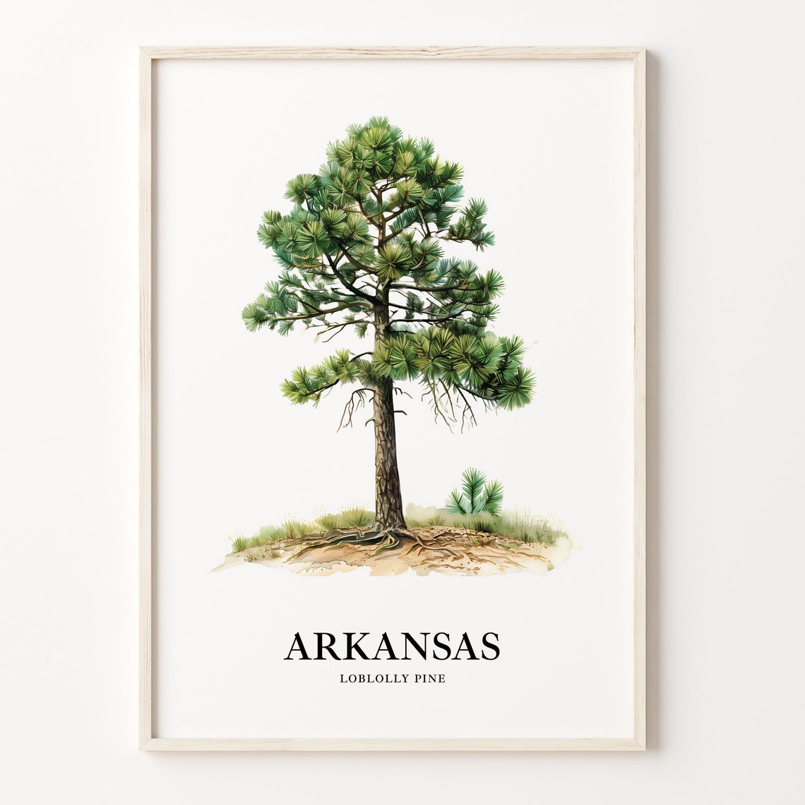 Tall Arkansas Loblolly Pine Watercolor Tree Illustration Poster