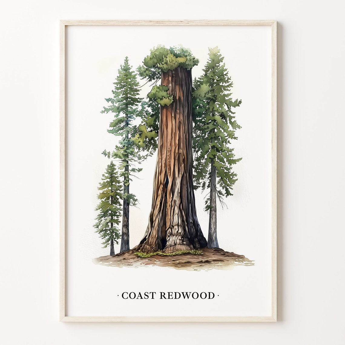 Coast Redwood Giant Tree Watercolor Botanical Forest Nature Wall Art