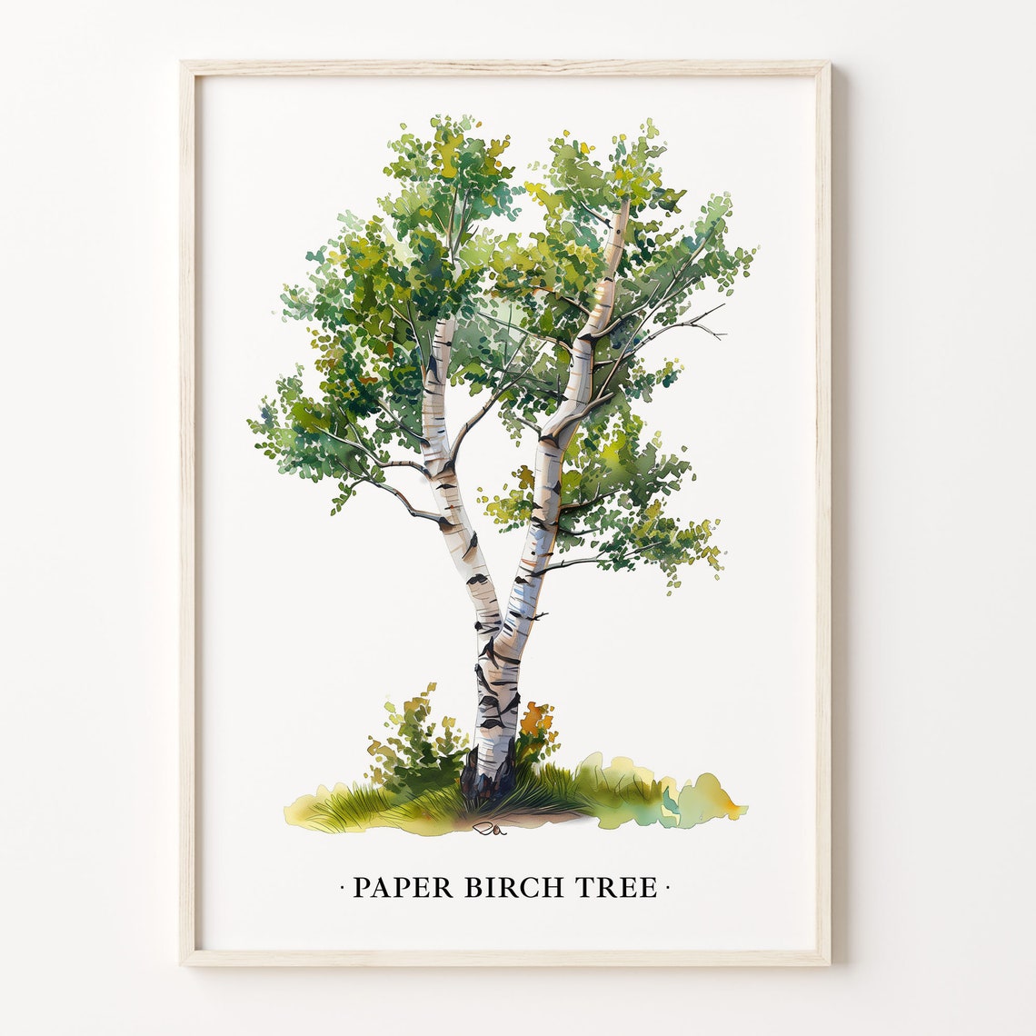 Paper Birch Tree Watercolor Botanical Woodland Minimalist Art Poster