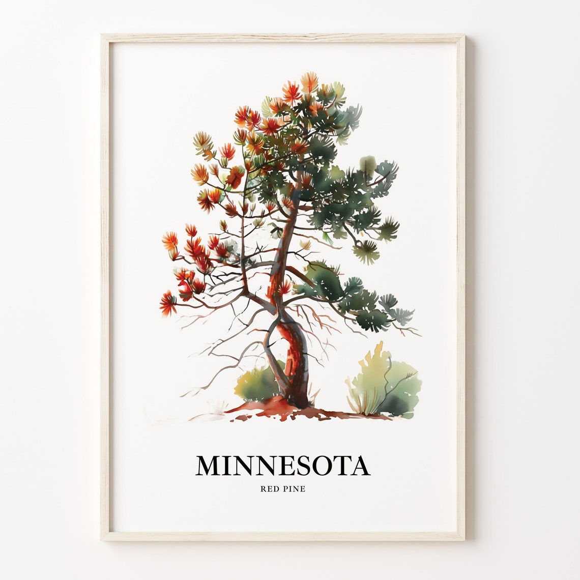 Minnesota Red Pine State Tree Autumn Tones Watercolor Botanical Poster