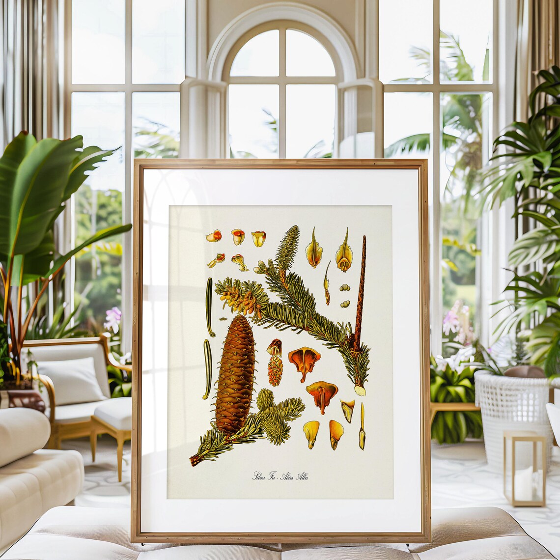 Silver Fir Botanical Art Print, Kitchen Wall Art - Image 3