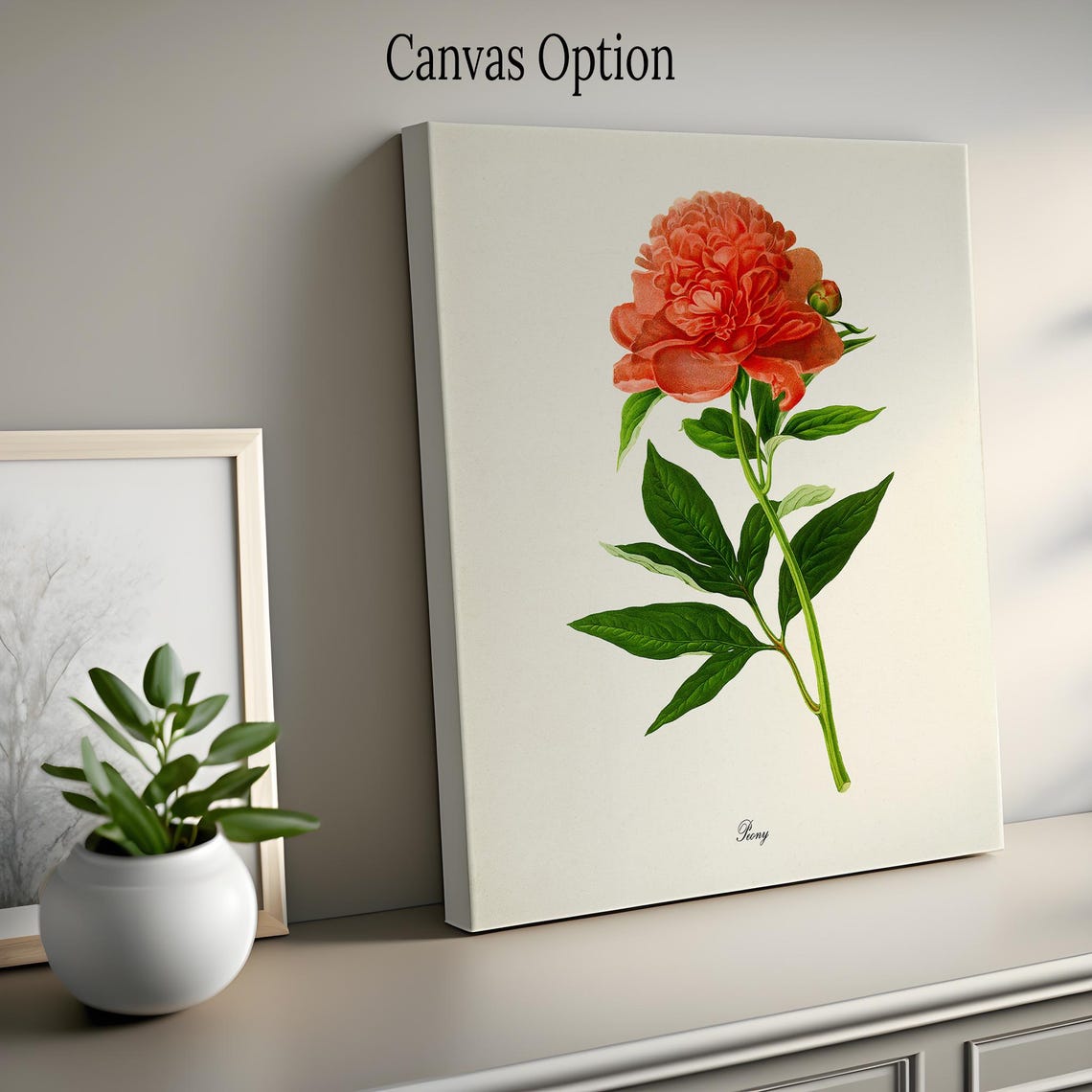 Coral Red Peony Magnificent Single Bloom Vintage Botanical Poster - Image 2