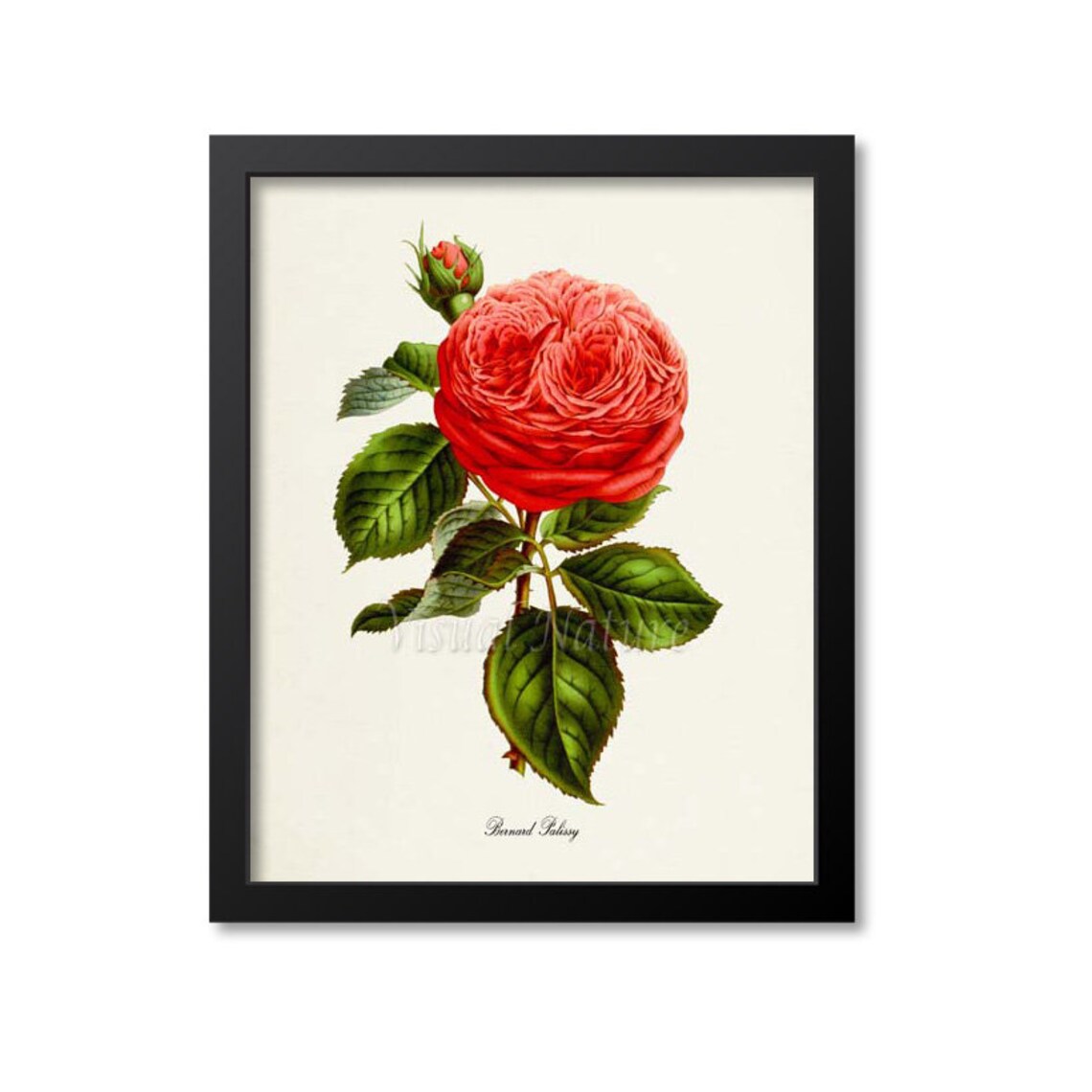 Bernard Palissy Rose Flower Botanical Art Print