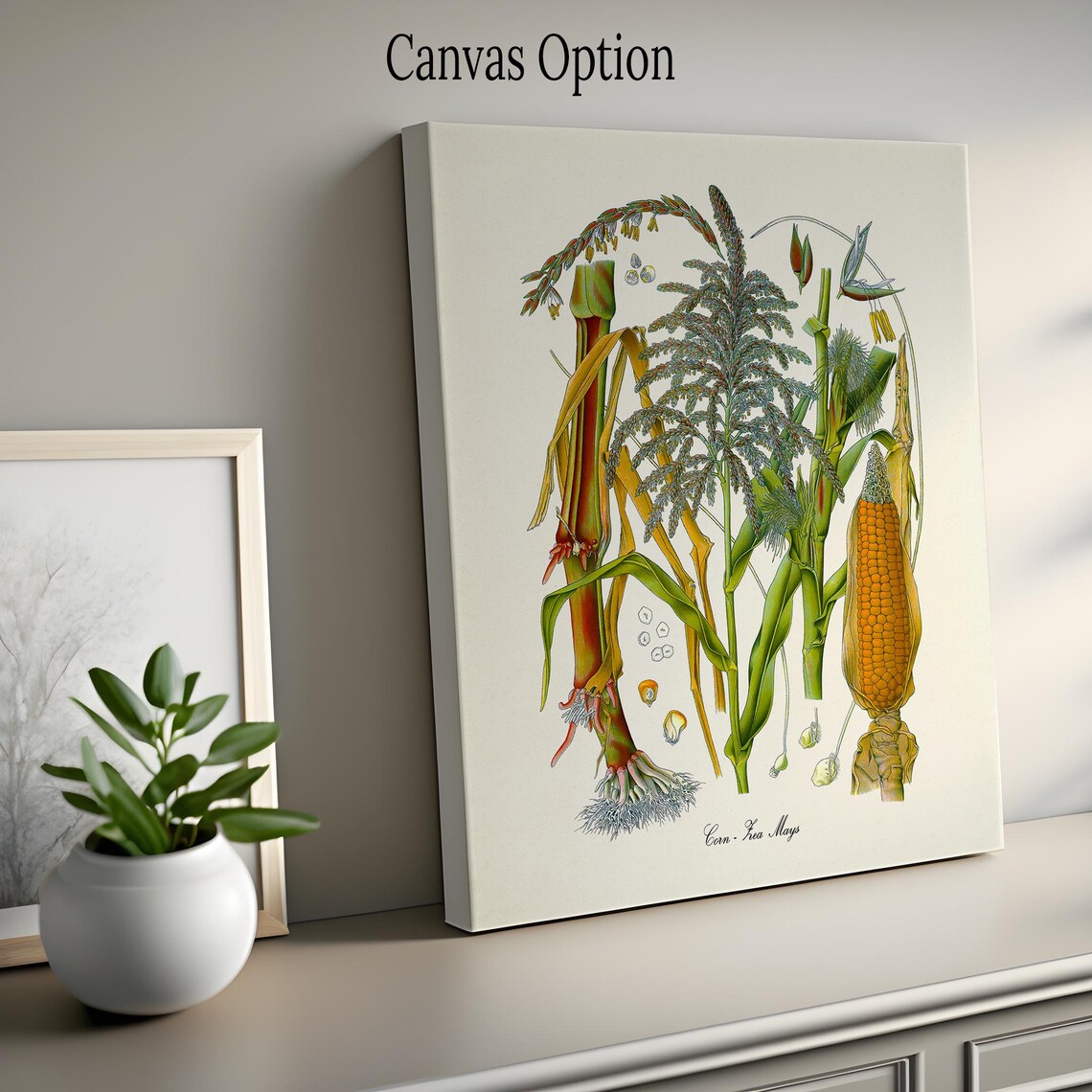 Corn Botanical Art Print, Zea Mays Study - Image 2