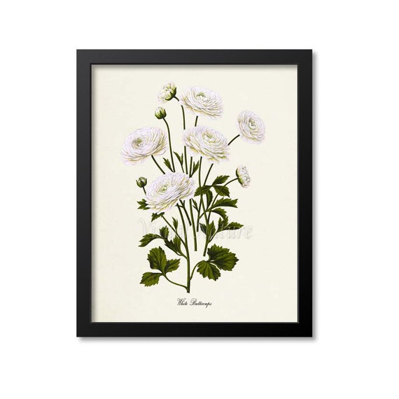 White Buttercups Botanical Art Print, Floral Study