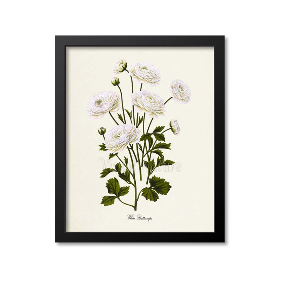 White Buttercups Botanical Art Print, Floral Study