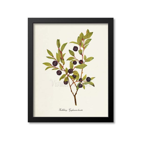 Huckleberry Botanical Print, Idaho State Fruit Art