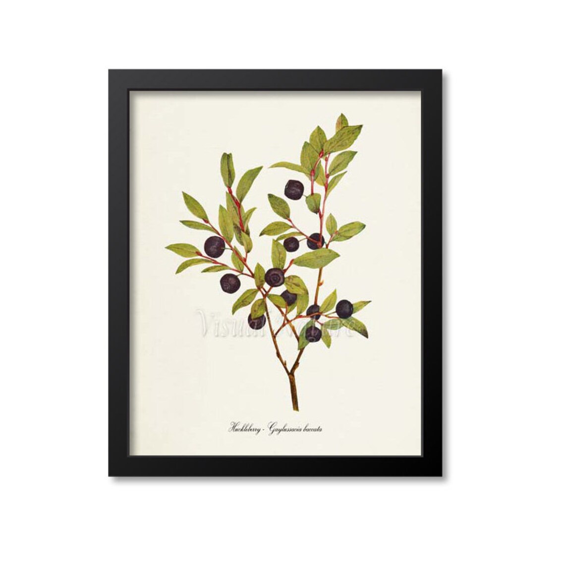 Huckleberry Botanical Print, Idaho State Fruit Art