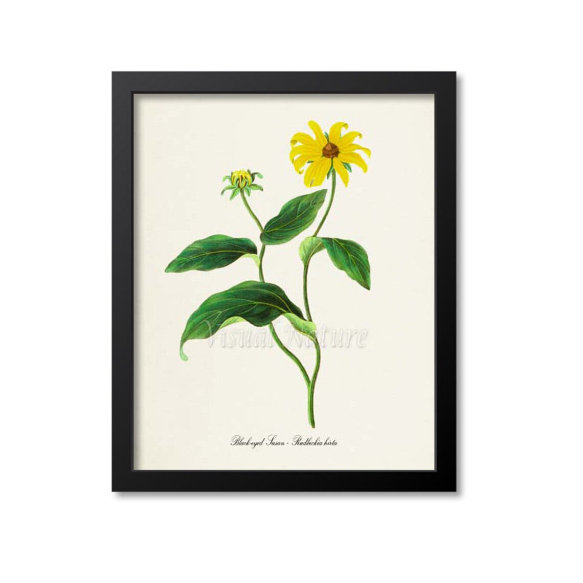 Black Eyed Susan Vintage Floral Wall Art Print