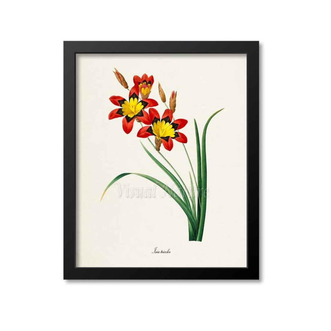 Sparaxis Tricolor, Redoute-Inspired Botanical Art Print