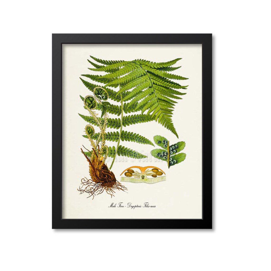 Male Fern Botanical Art Print, Dryopteris Filix Mas