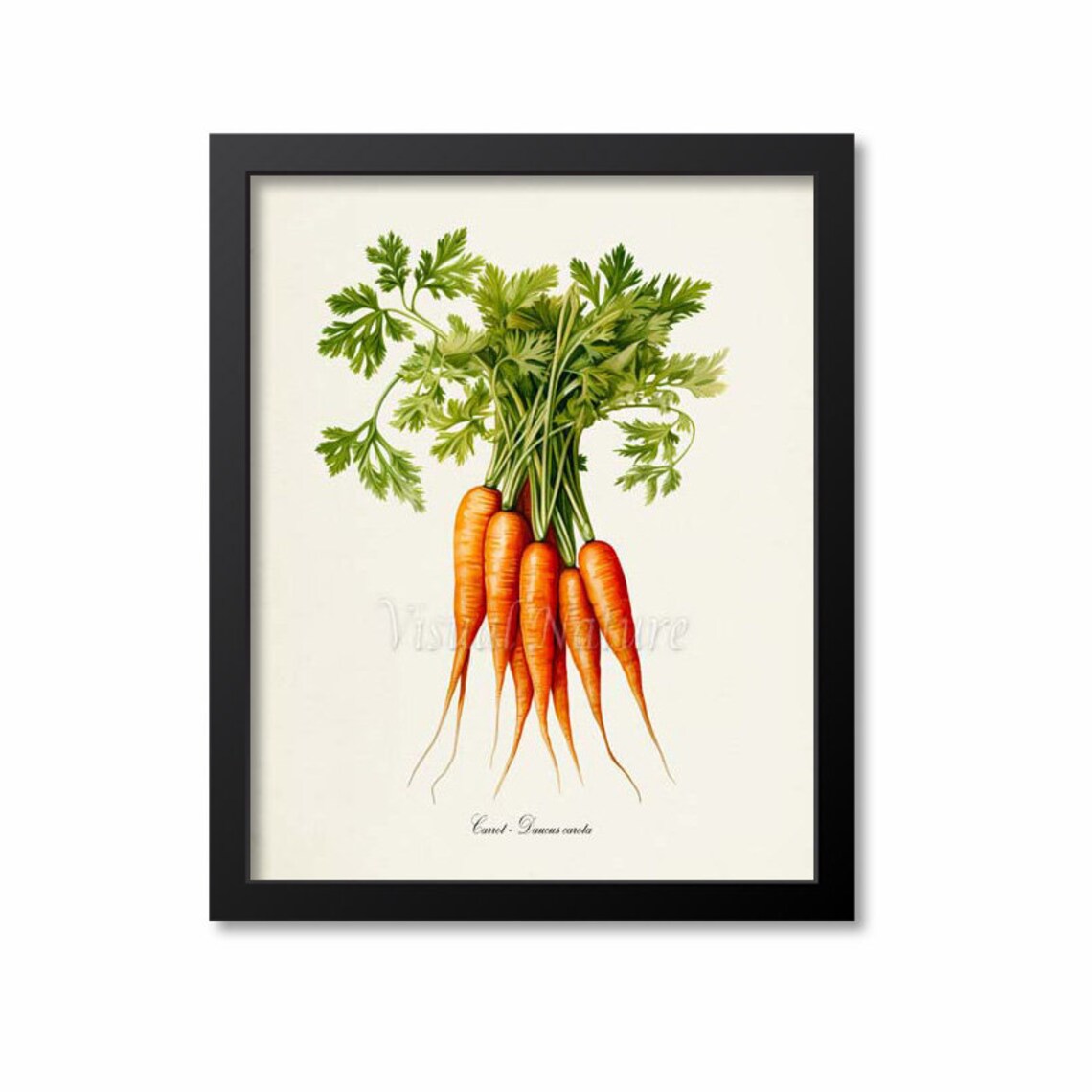 Carrot Botanical Wall Art Print, Daucus Carota