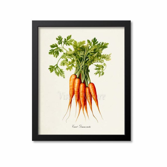 Carrot Botanical Wall Art Print, Daucus Carota