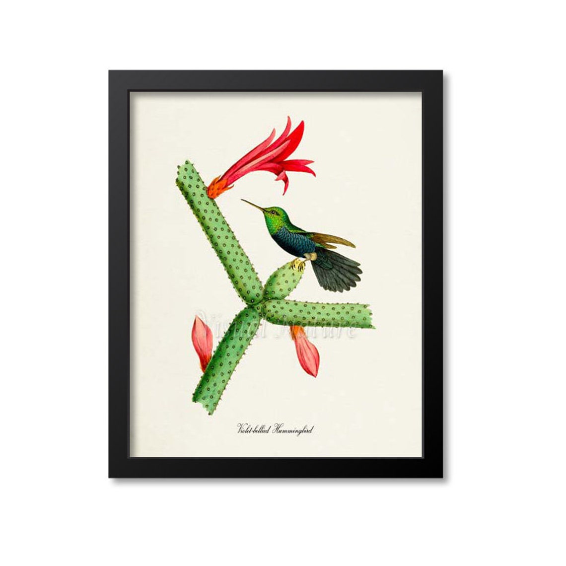 Violet-Bellied Hummingbird Vintage Ornithological Bird Poster