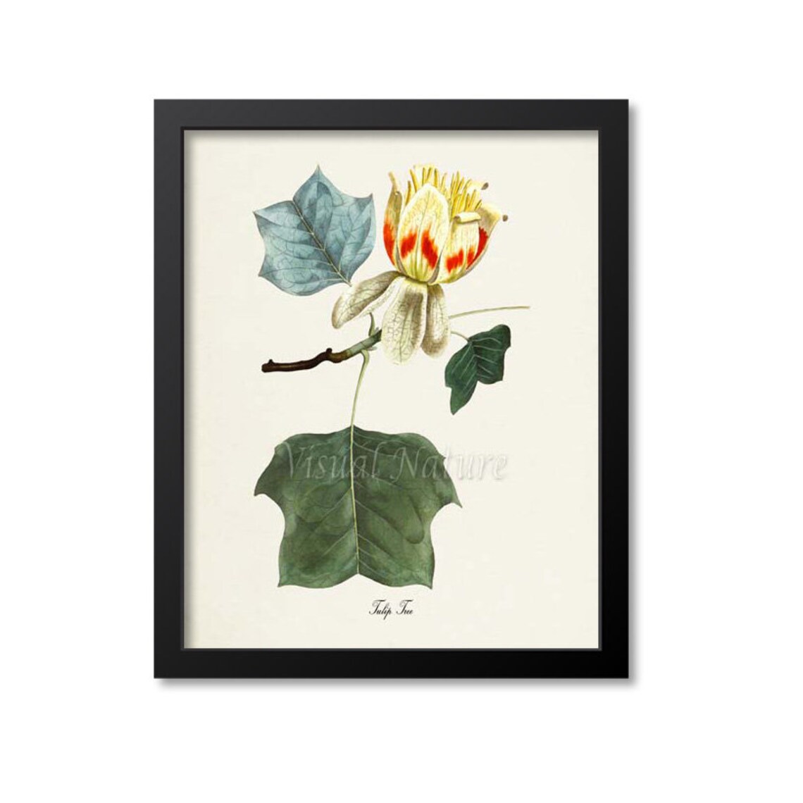 Tulip Tree Botanical Art Print, Floral Wall Art