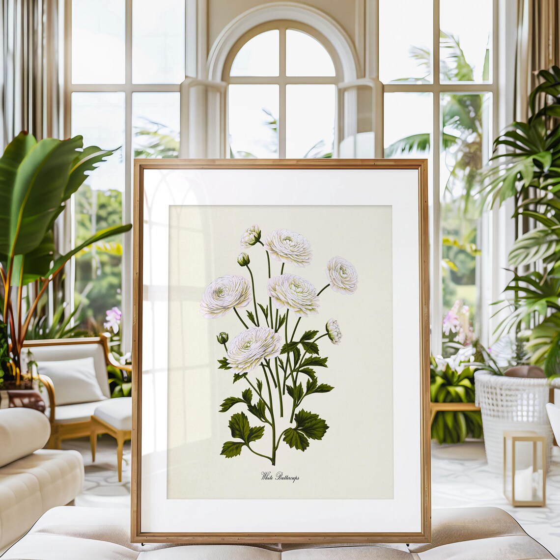 White Buttercups Botanical Art Print, Floral Study - Image 3