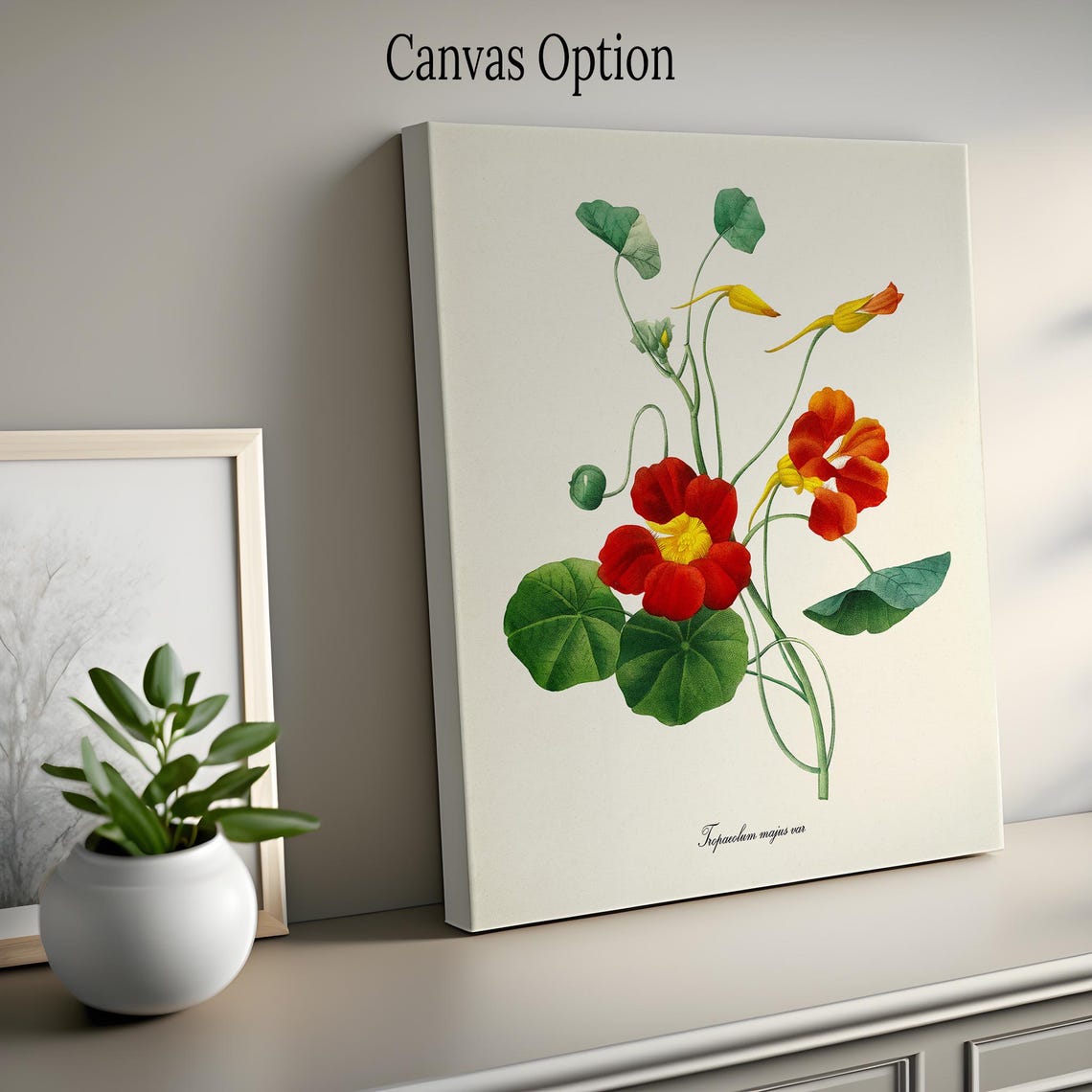 Scarlet Red Nasturtium Tropaeolum Majus Vintage Garden Flower Poster - Image 2