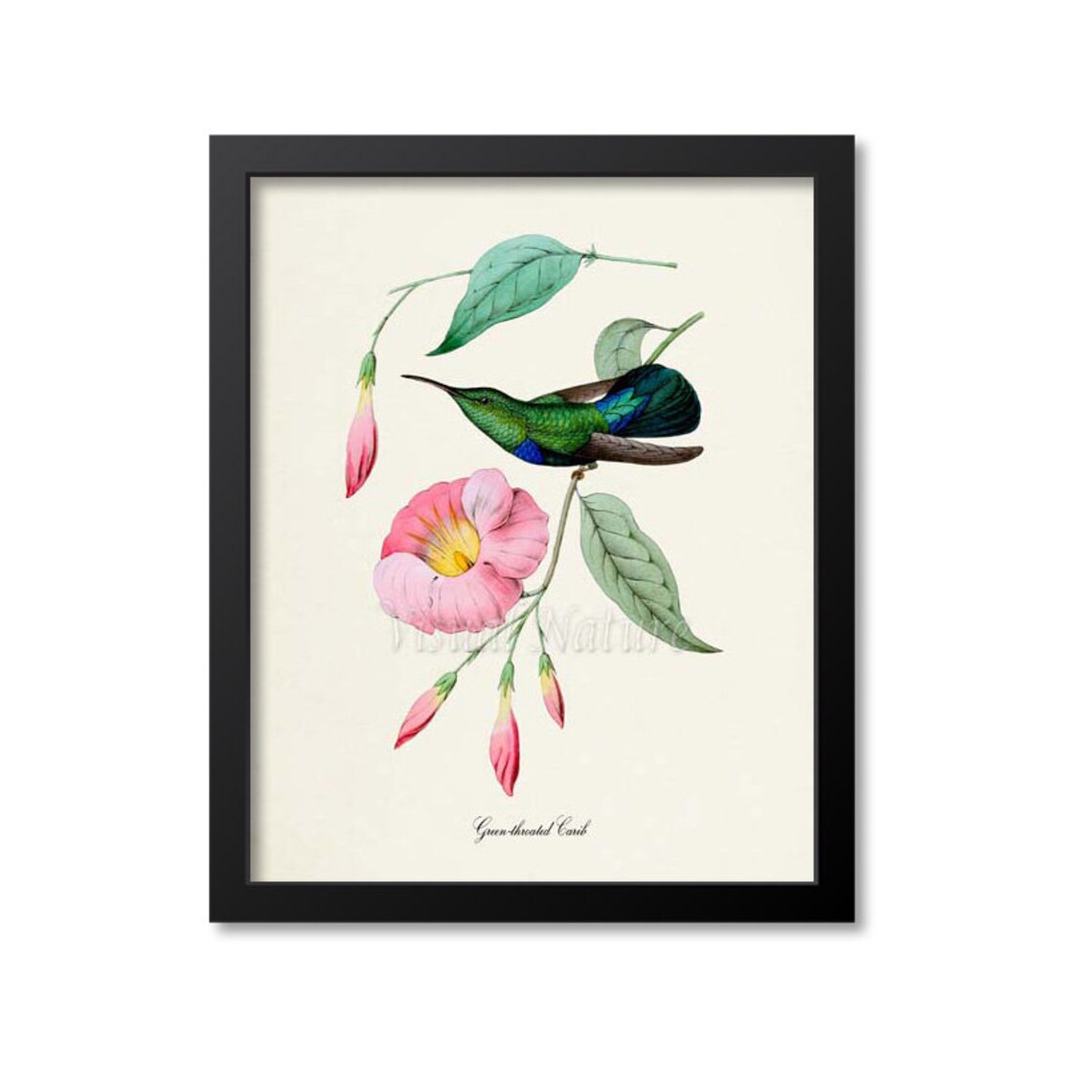 Green Throated Carib Hummingbird Bird Art Print
