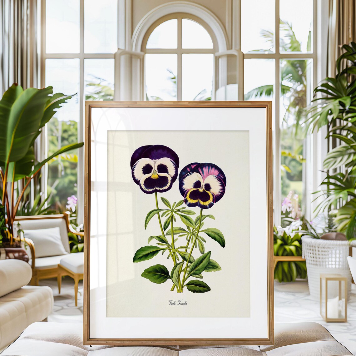 Viola Tricolor Pansy Botanical Flower Art Print - Image 3