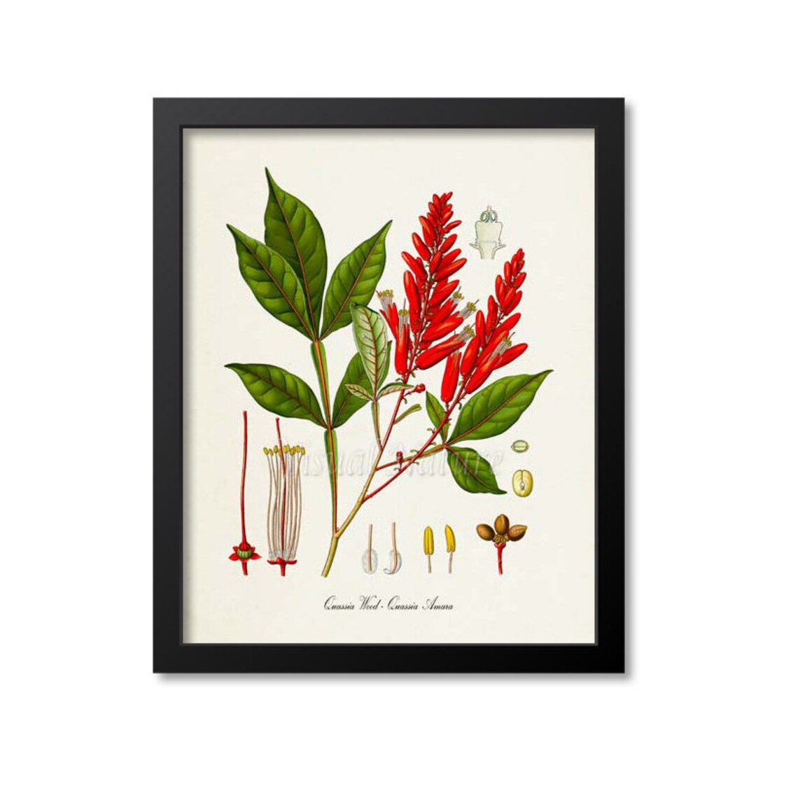 Quassia Wood Botanical Art Print, Kitchen Decor