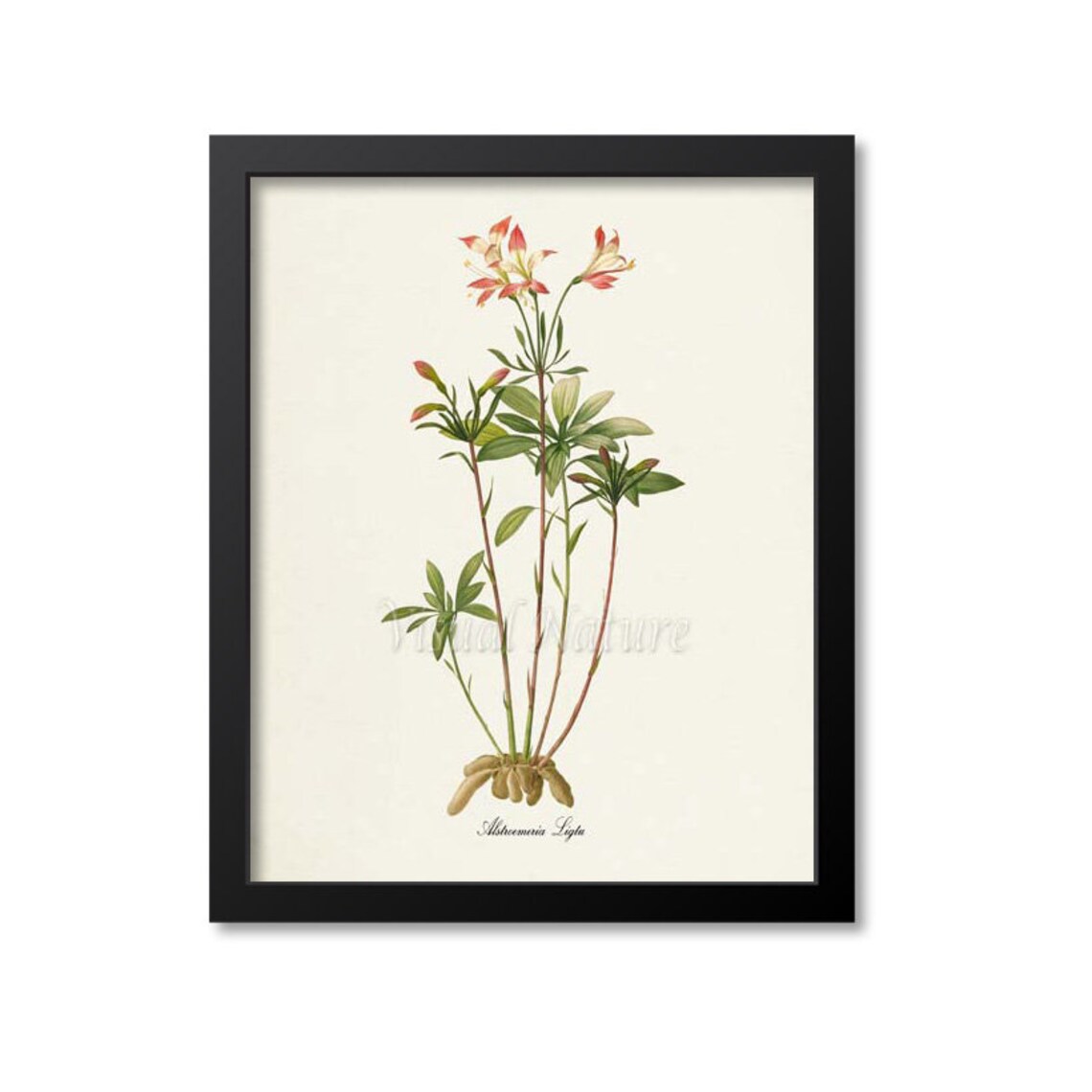 Amaryllis Botanical Art Print, Redoute-Inspired