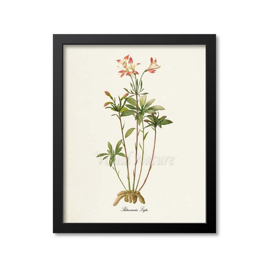 Amaryllis Botanical Art Print, Redoute-Inspired