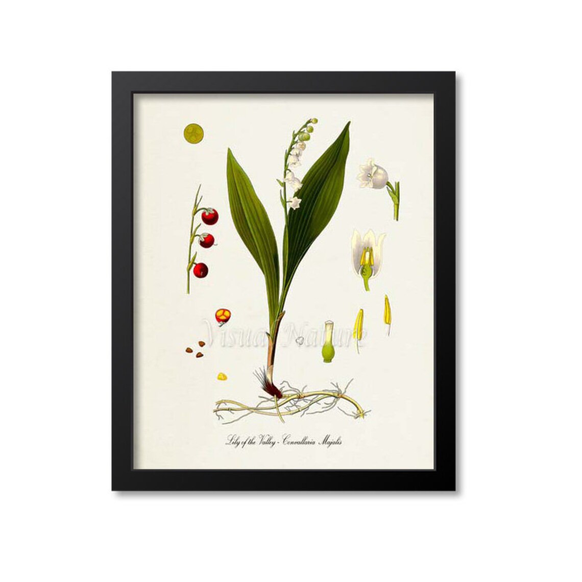 Lily Of The Valley Botanical Art Print, Medicinal Plant