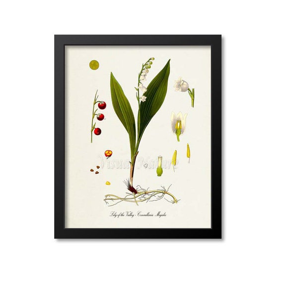 Lily Of The Valley Botanical Art Print, Medicinal Plant