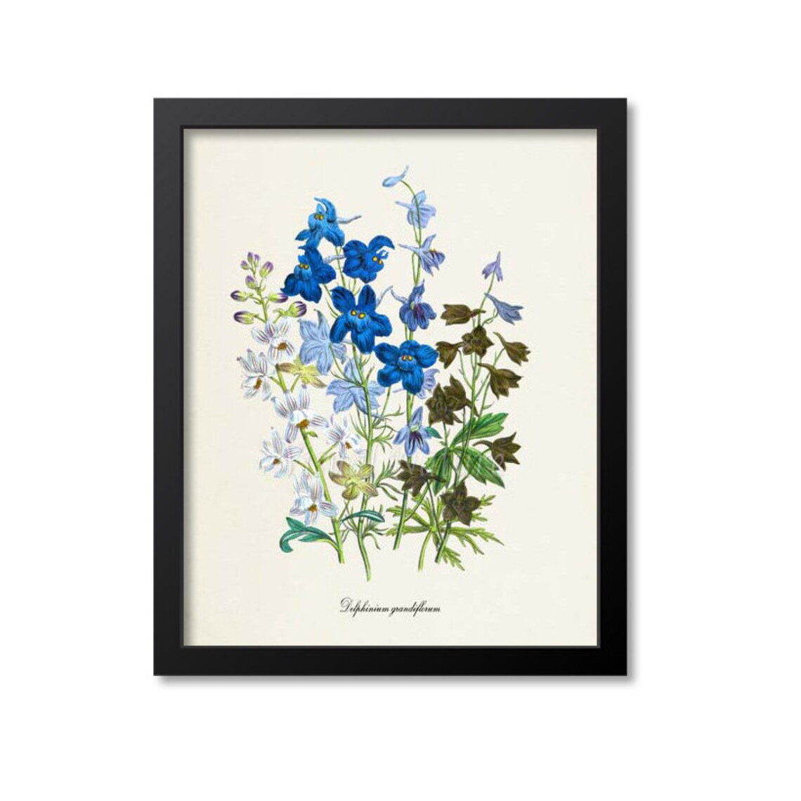 Siberian Larkspur, Delphinium Grandiflorum Art Print