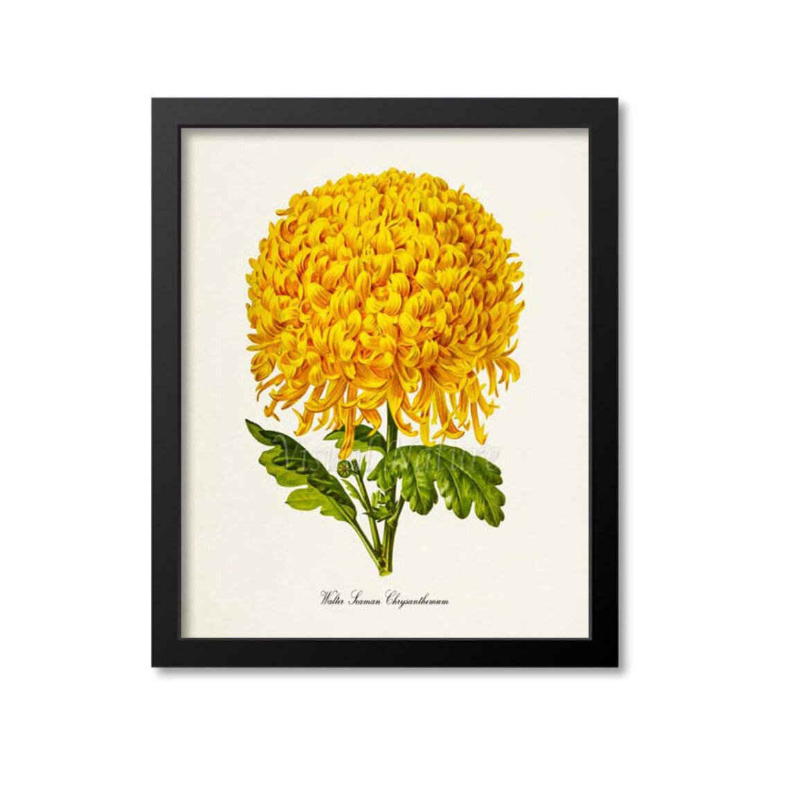Walter Seaman Chrysanthemum Botanical Art Print