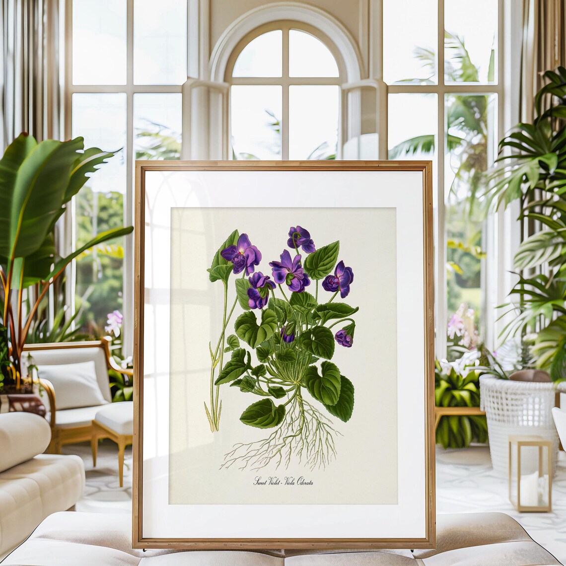 Sweet Violet Botanical Art Print, Purple Viola Odorata - Image 3