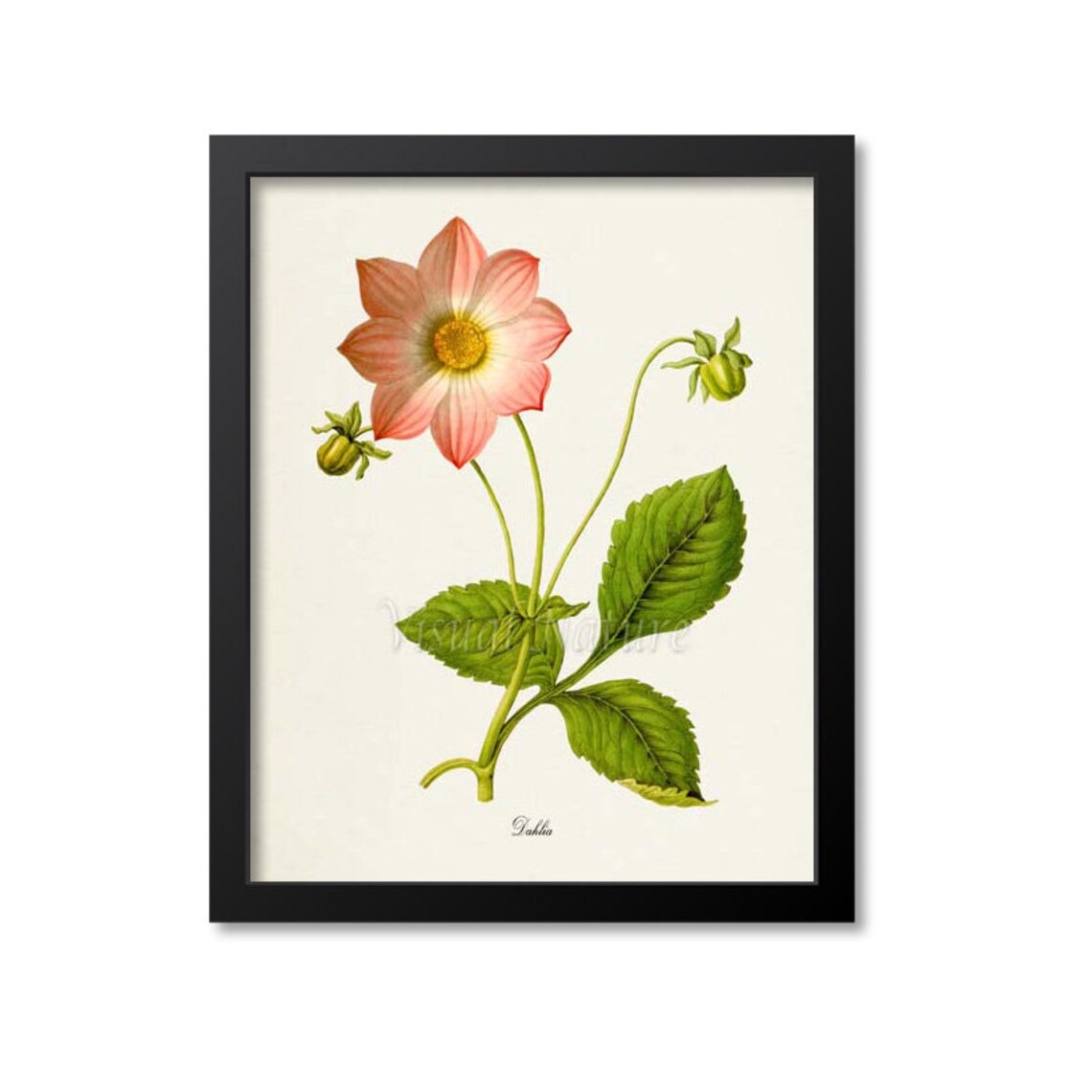 Dahlia Flower Botanical Art Print, Floral Wall Decor