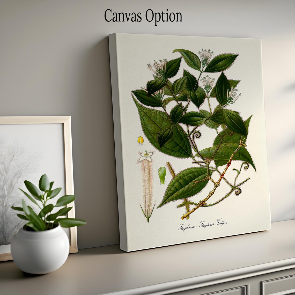 Strychnine Botanical Art Print, Strychnos Toxifera - Image 2